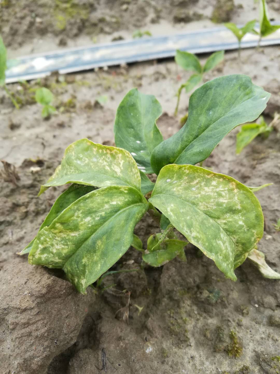 半夏病毒病的发病根源,预防及发病后防控措施