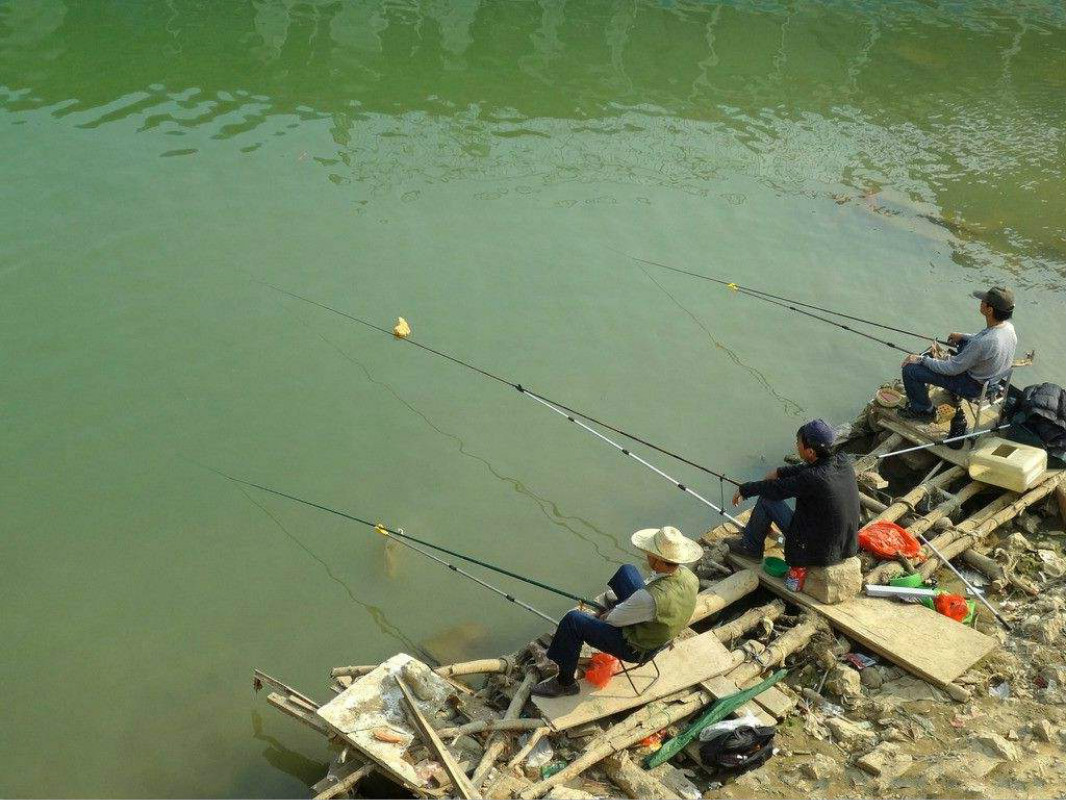 牛糞真能釣草魚這麼重口味的魚餌誰想出來的