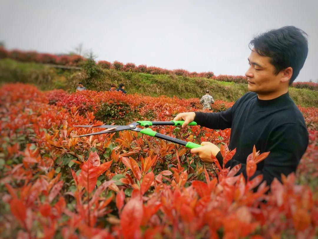 敖寨乡红叶石楠满园红村里望见回头钱