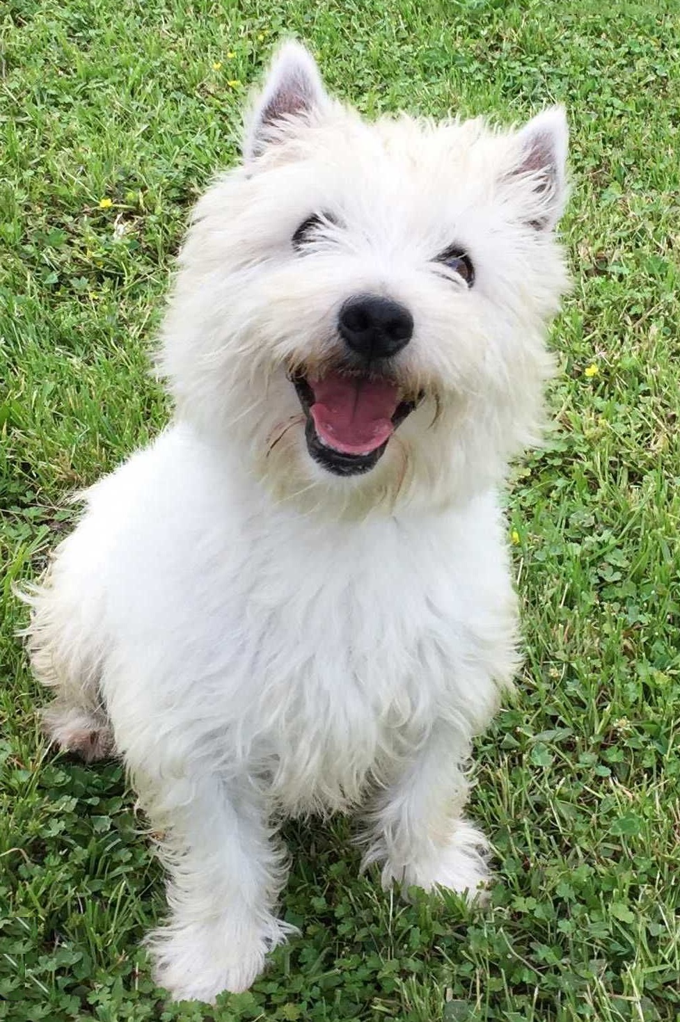 自负的西高地白梗犬敢于挑战自己挑战主人挑战其它犬类