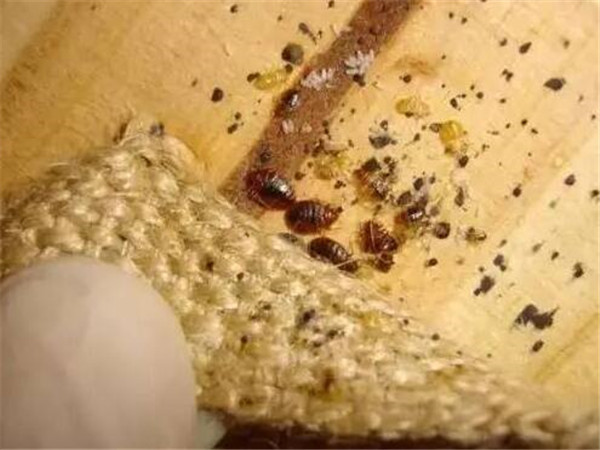 被臭虫咬了怎么办除臭虫灭臭虫