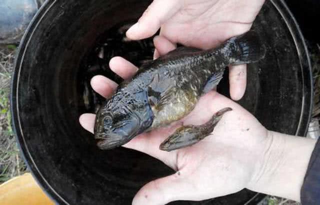 原创老头鱼是一种什么鱼过去野泡子里随处可见现在卖几十元一斤