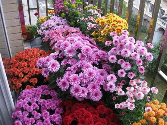 【小菊】适合在窗台养殖的花!