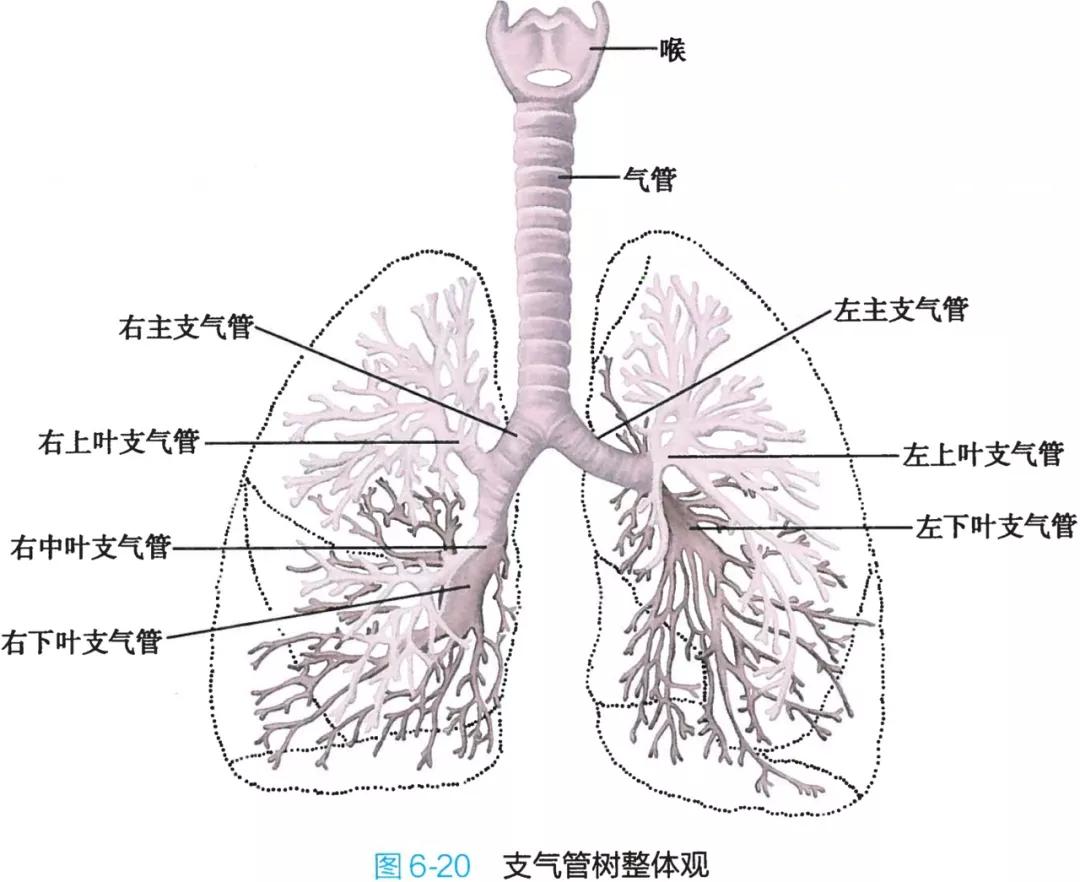 今日分享一套實用的呼吸系統解剖圖譜