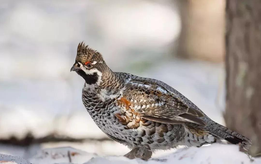 花 尾 榛 鸡雉鸡共有30个品种.