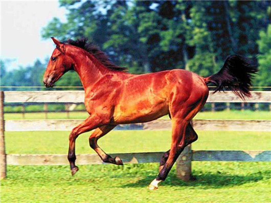 骏马赞歌谭景峰