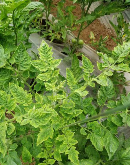 植株主要表现生长点附近叶片黄化,扭曲生长,叶片变平,硬化和黄化症状