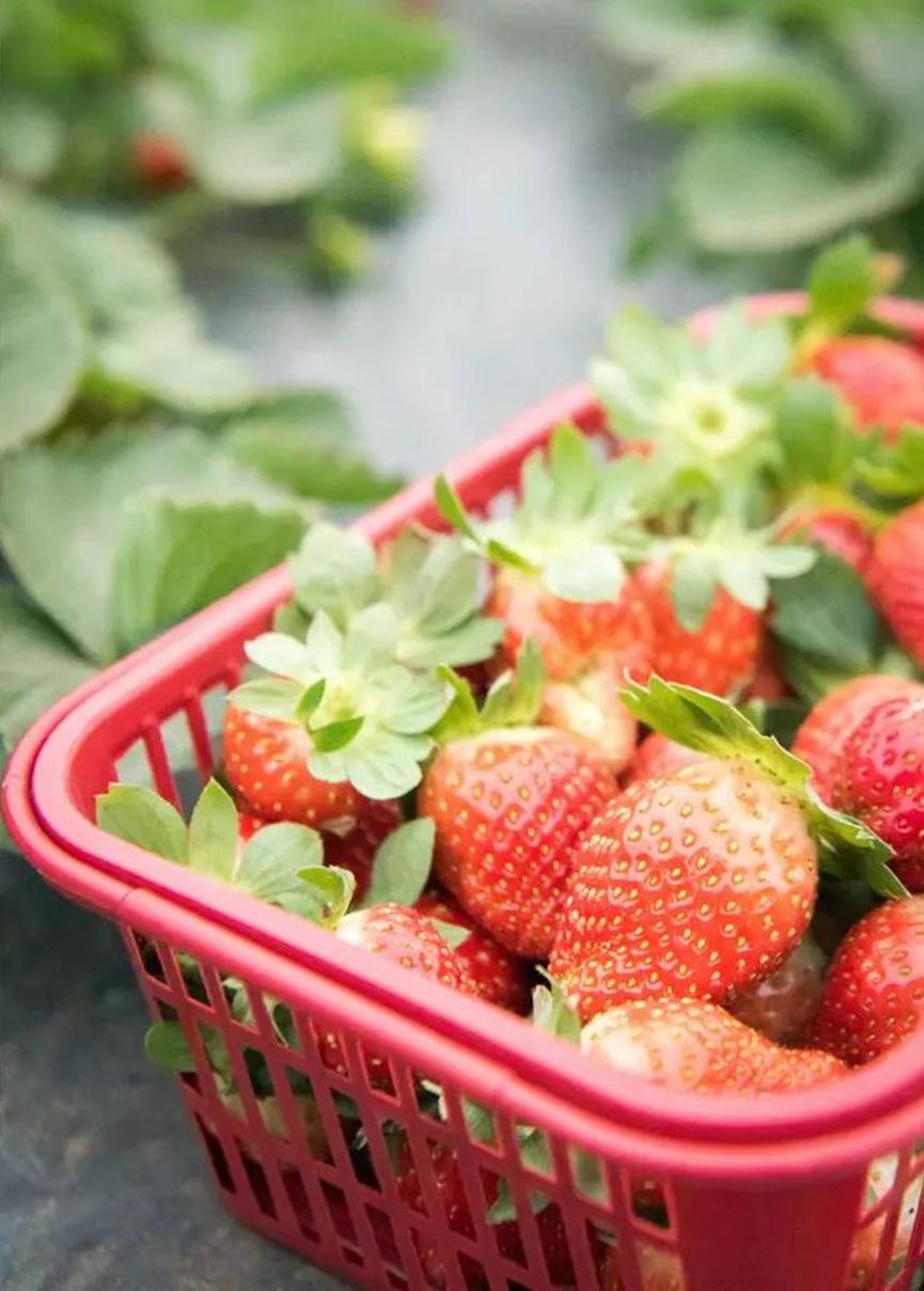 粉嫩草莓季与泰州共度莓好时光