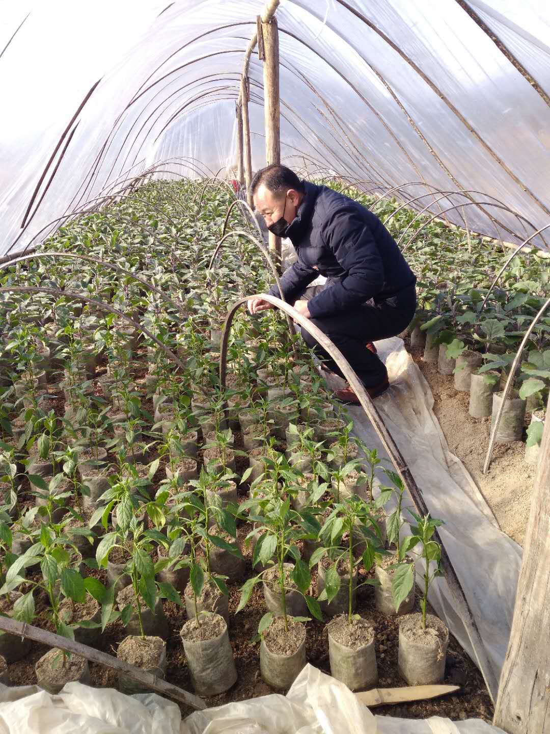 员指导庄坛村农户种植辣椒                  特派员在辣椒育秧棚指导