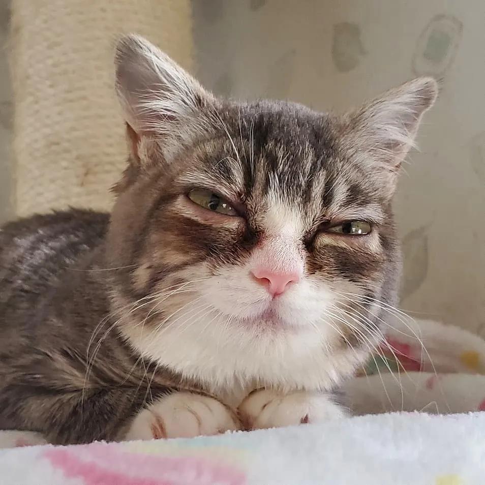 新晋网红霸道总裁猫,你能逃脱它的魅力吗?