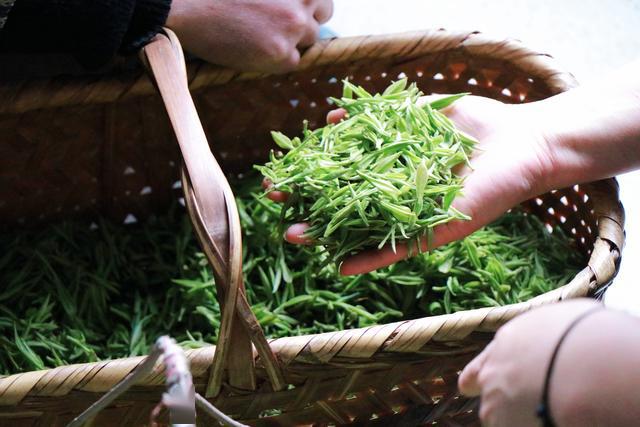 名茶雲銷售共聞春茶香我幫茶農賣茶媒體公益行今日啟動