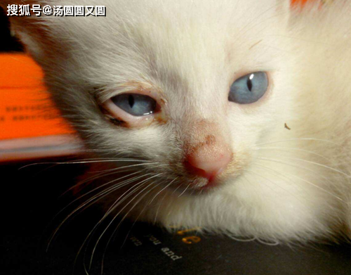 猫眼睛有粘液也睁不开了 _分泌物