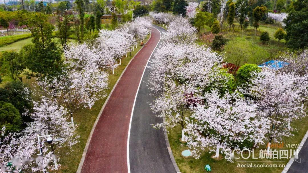 踏青︱眉山樱花博览园开放,请查收游览提示