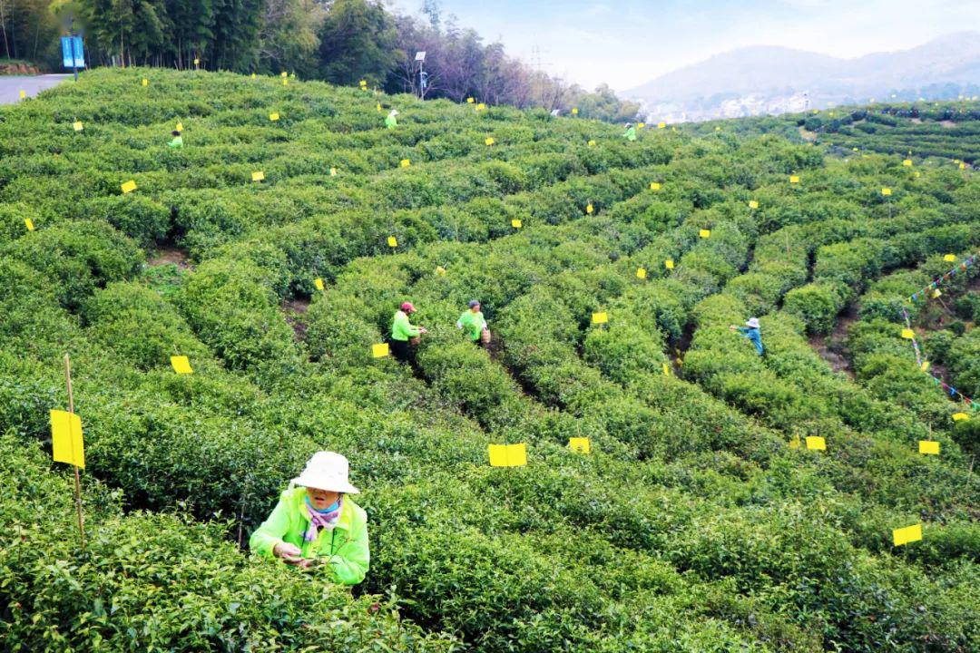 黄龙岘龙毫茶图片