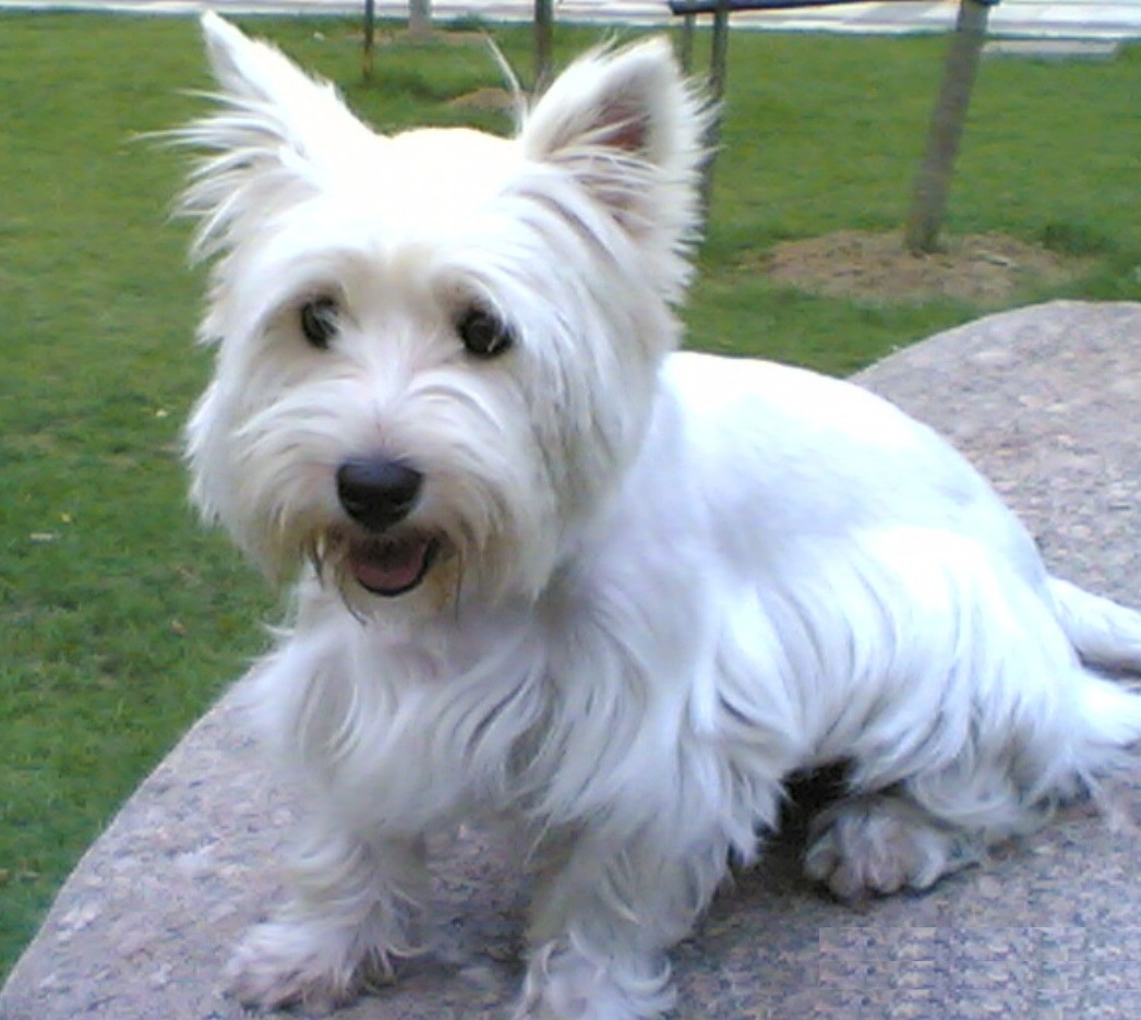 自负的西高地白梗犬敢于挑战自己挑战主人挑战其它犬类