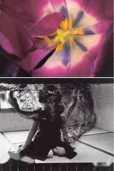 荒木经惟那离经叛道的"施虐"捆绑艺术,设计师为何爱从他的臆想世界里