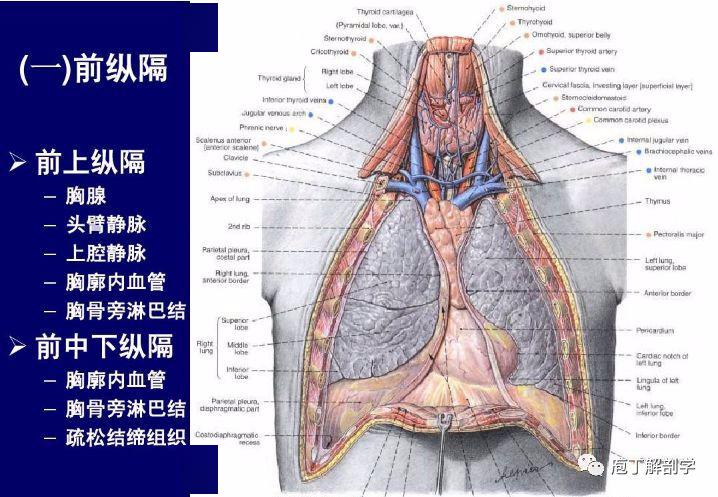 纵隔解剖   纵隔疾病x线诊断要点