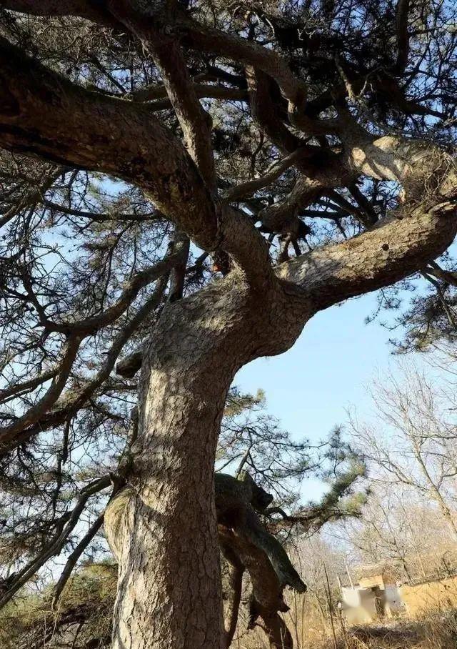 商洛有颗千年"龙松"_杨家岭