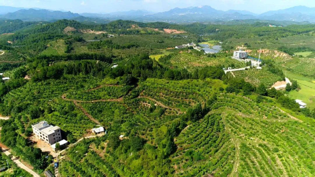 观音井的青梅成熟啦梅酱果脯梅子酒