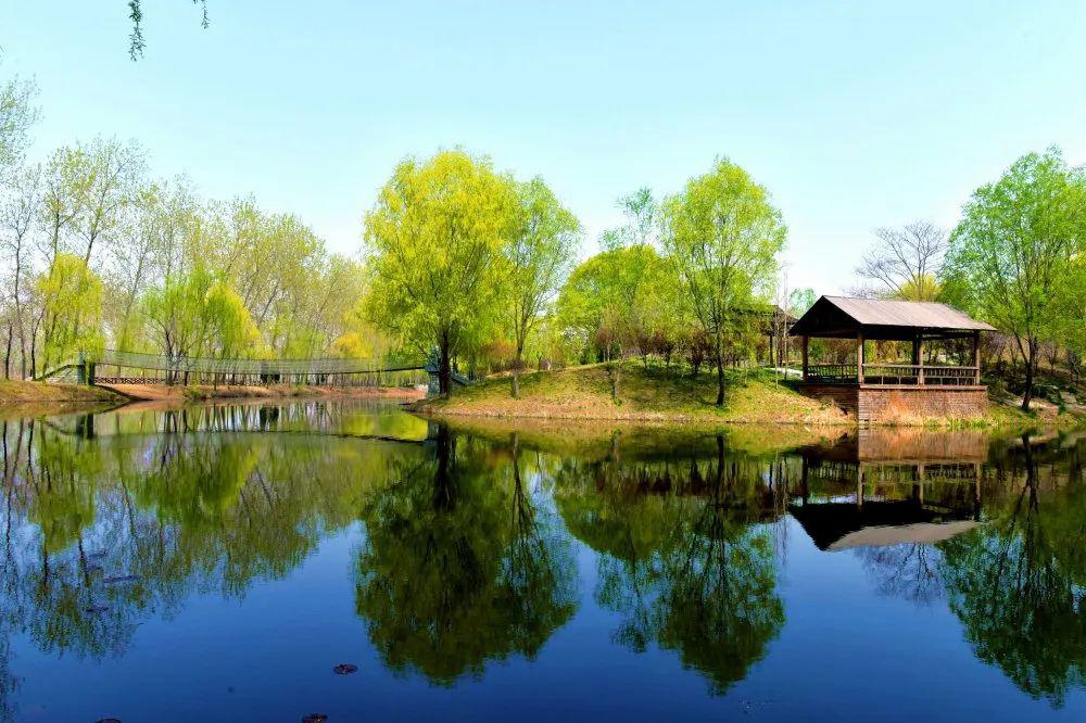滕州微山湖红荷湿地宋芳华春天的日记