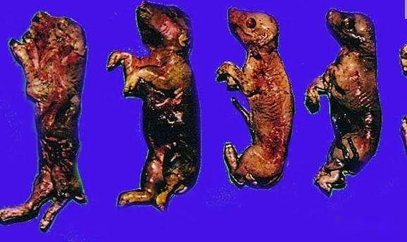 妊娠母猪早期感染,胚胎死亡,产仔数少;中期感染产木乃伊胎;后期感染产