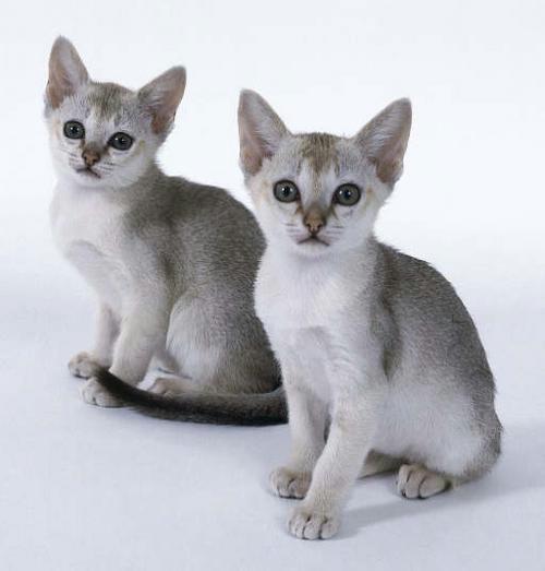 猫猫品种介绍图鉴26期——新加坡猫_猫咪