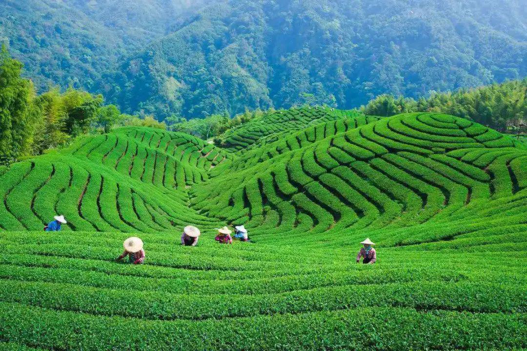 它环境优美,设施齐全,位于富有茶文化"圣山"的蒙顶山中,雅安蒙顶山