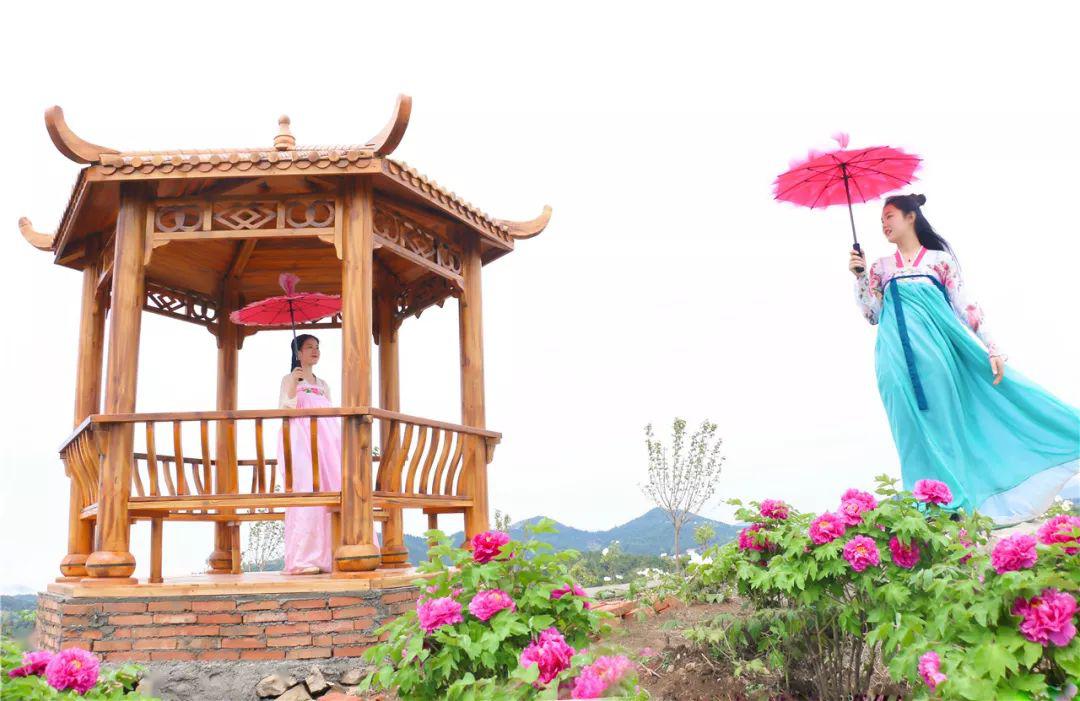 中国天台山小孟林牡丹园横空出世国花心归云端小镇