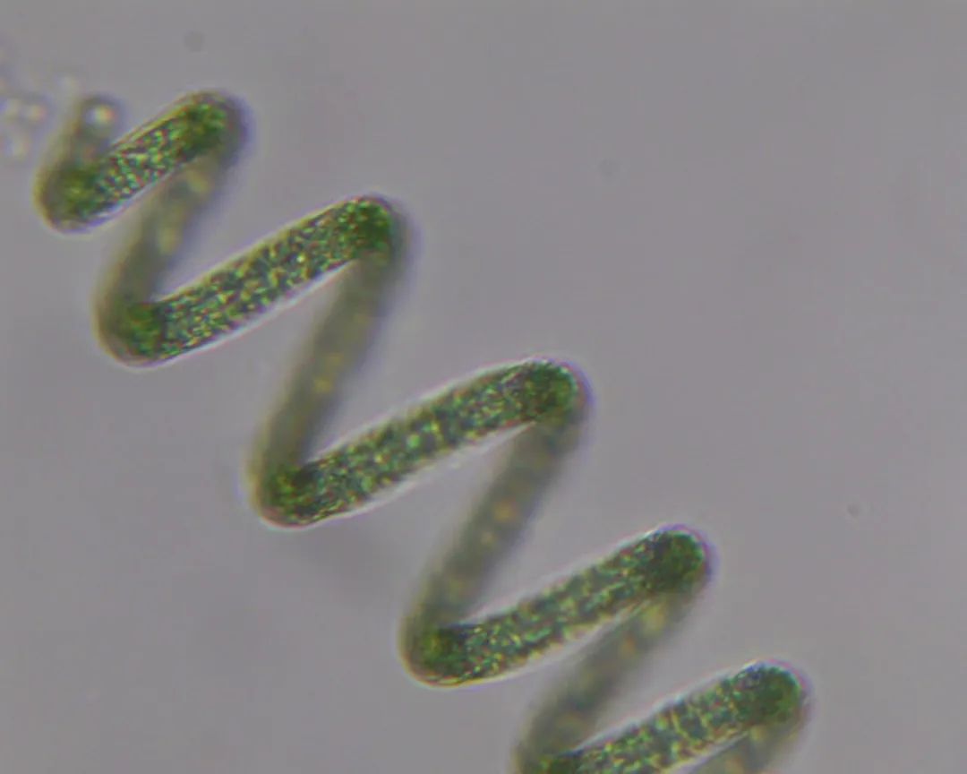 显微镜下螺旋藻图片来自宾美生物实拍螺旋藻是成功开发并实现产业化