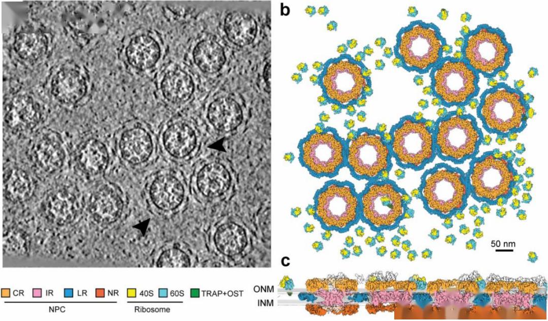 核孔复合体超微结构图片
