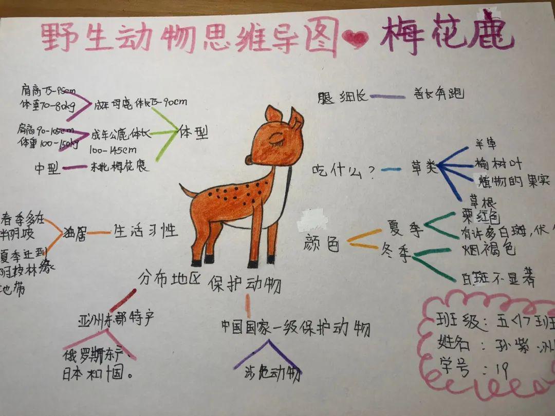 动物分类框架图图片