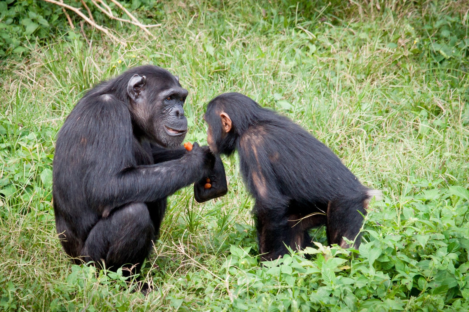 两只猩猩散步图片图片
