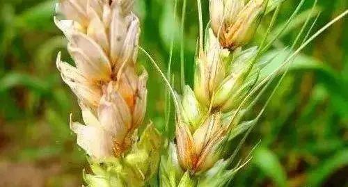 预防小麦后期白穗,一定要提前防治这4种病害