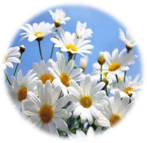 护肤界神花你不得不知的金黄洋甘菊护肤效