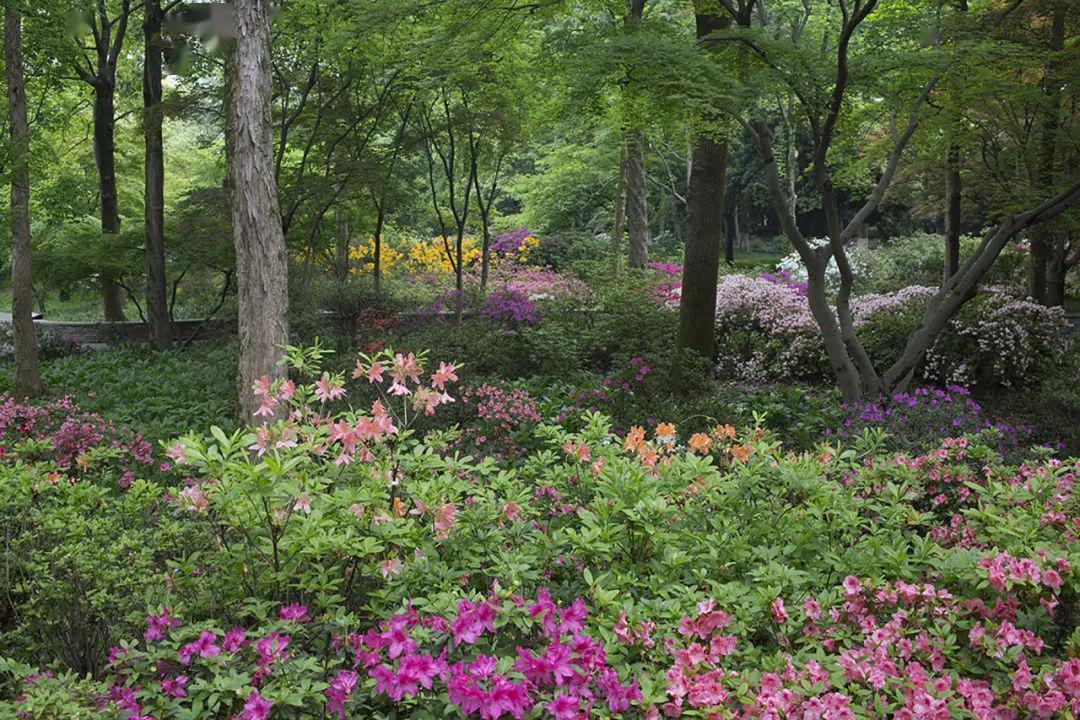 杭州植物园 供图6孤山:杜鹃走廊列队欢迎春季的压轴一瞥,不能少了后