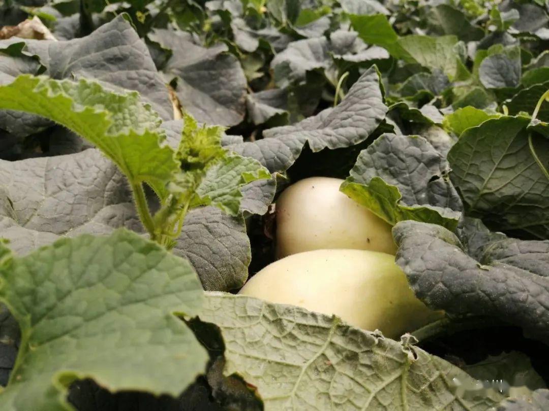 青州弥河大官营银瓜提前一个月上市,每斤30元不愁卖