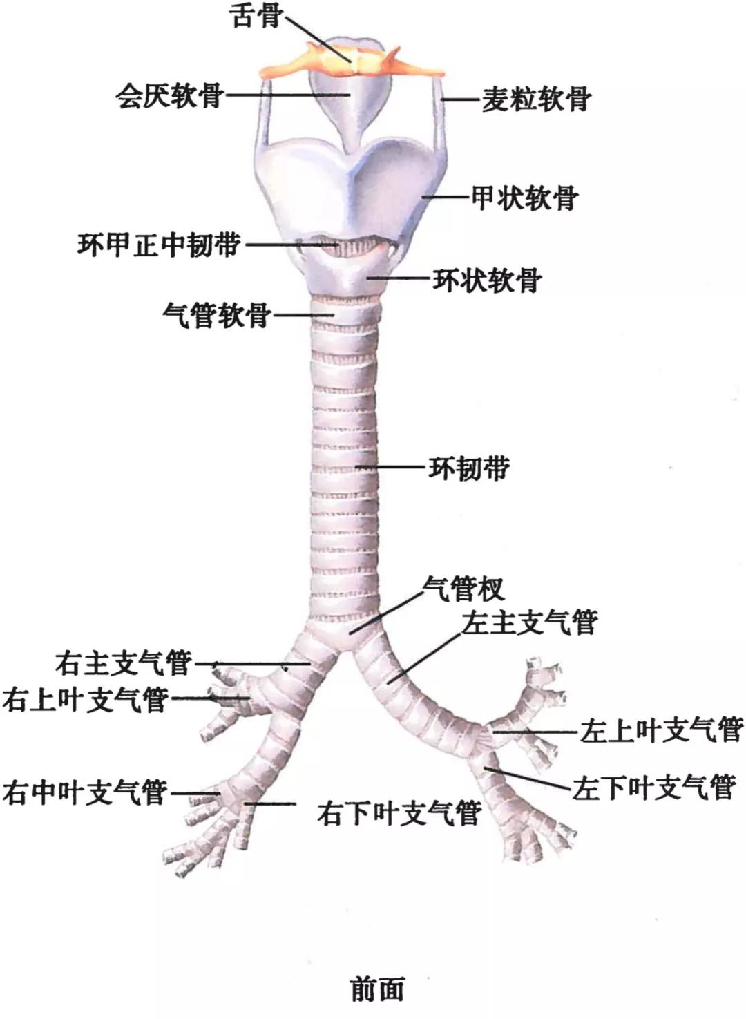 呼吸道解剖结构图图片