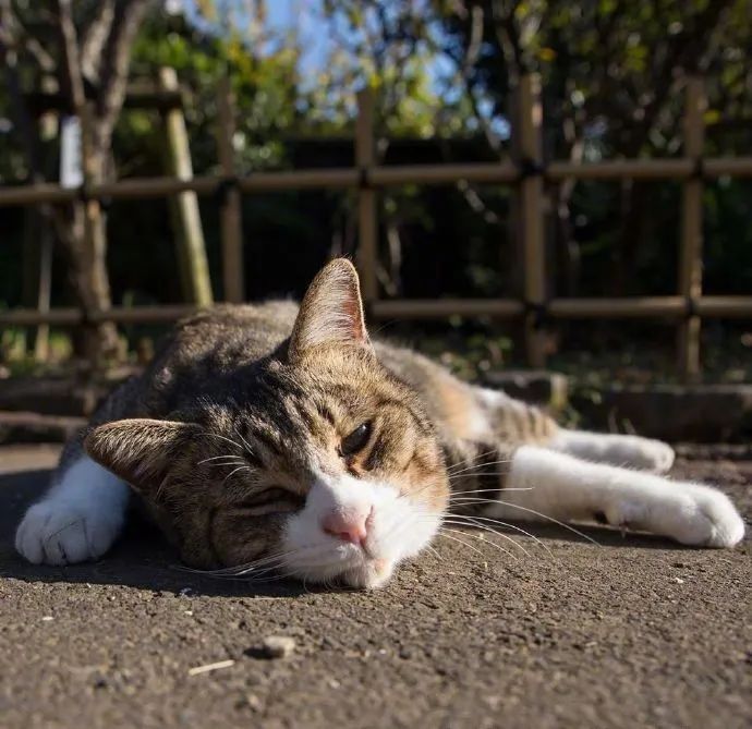 原创快来吸猫了摄影师镜头下的颓废喵咪又是咸鱼的一天