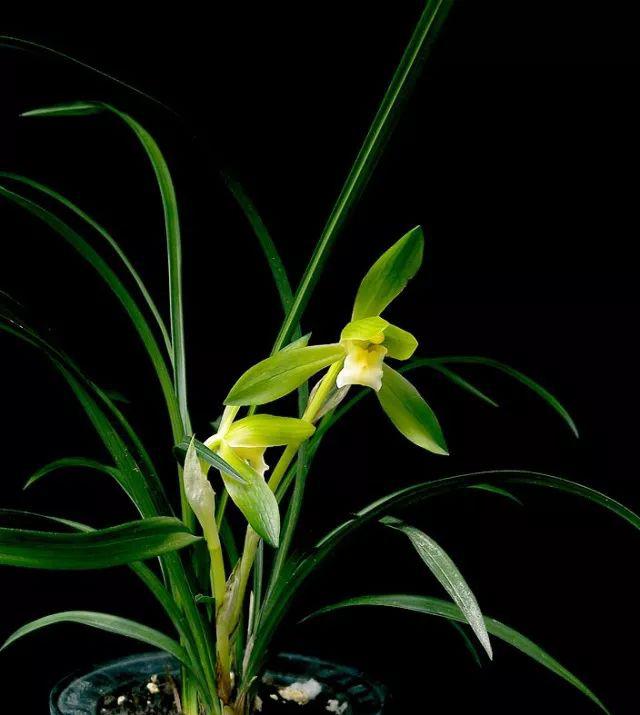 春天要给兰草做的功课,你做了几样?