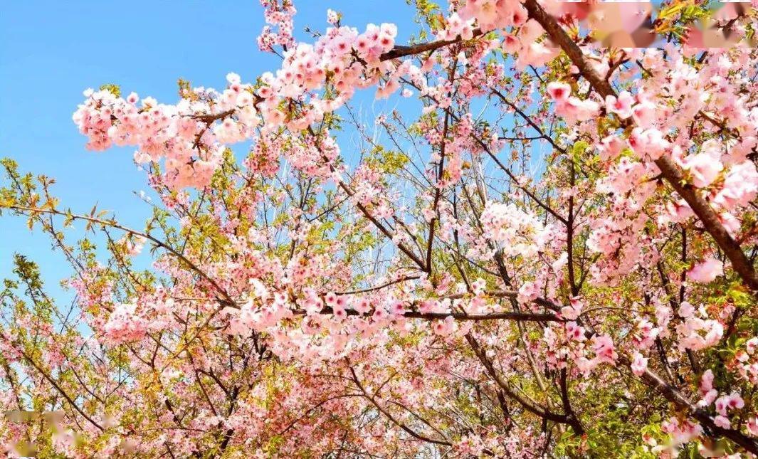 樱花春色满园关不住,一枝红杏出墙来.应怜屐齿印苍苔,小扣柴扉久不开.