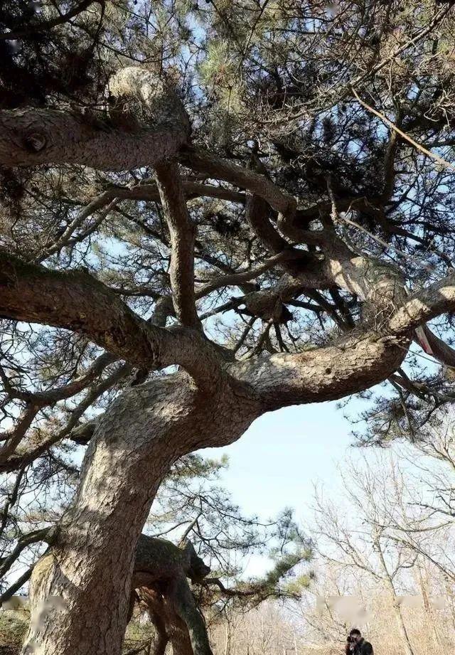 商洛有颗千年龙松