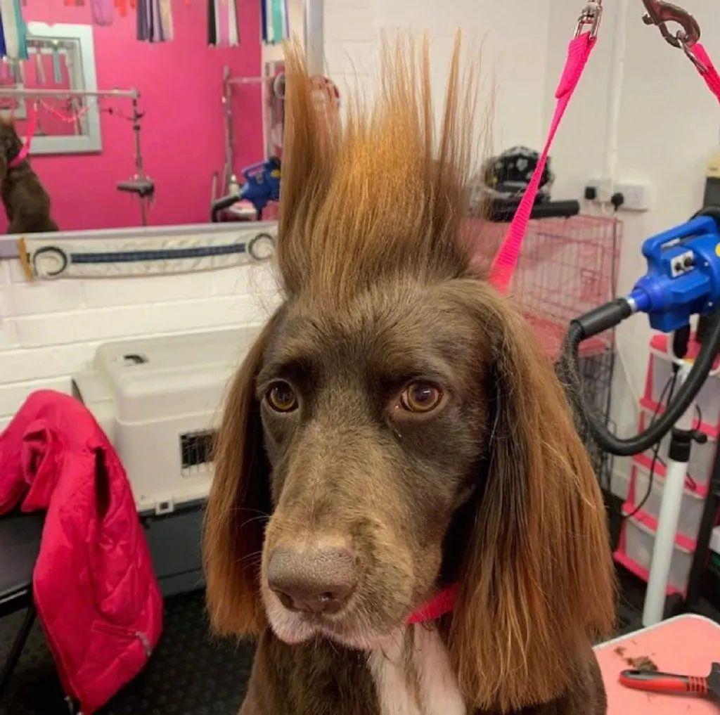 淡黄的长裙蓬松的头发