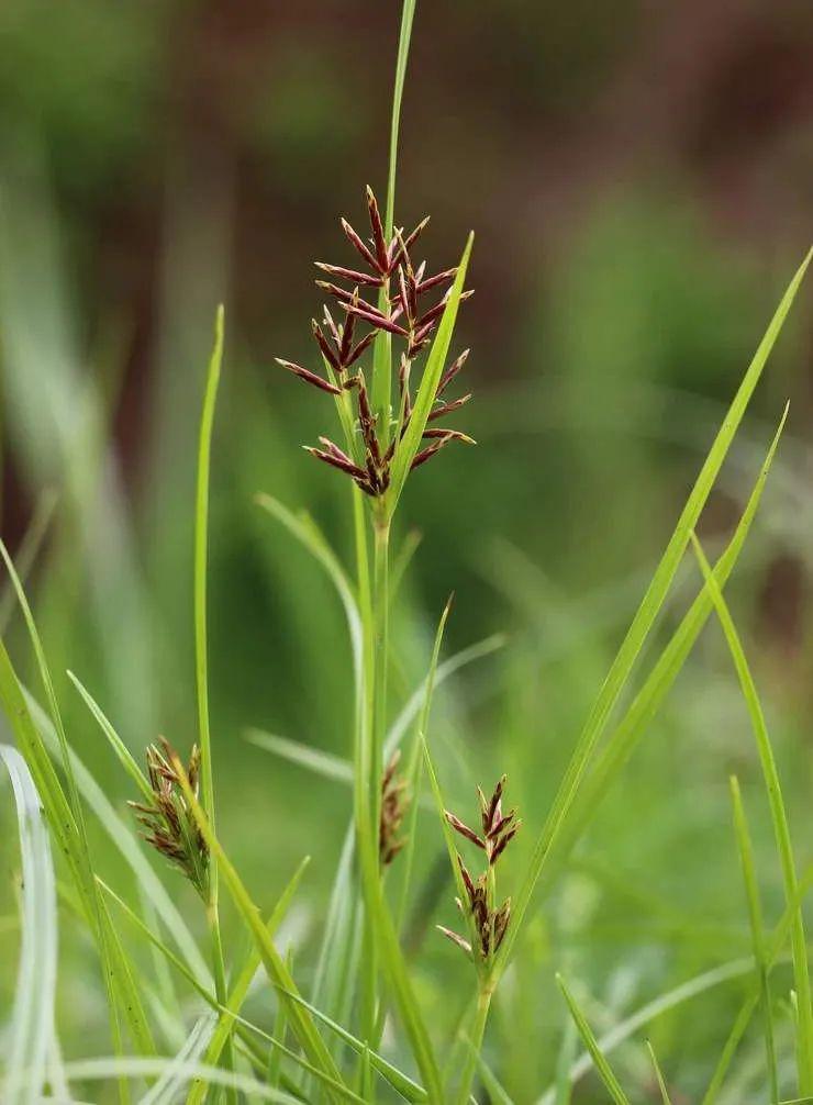 香附精油原来田间常见的这株植物就是它