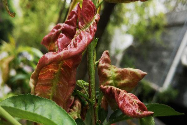 缩叶病的病原菌为畸形外囊菌,可通过风雨传播,在桃芽鳞片或鳞片缝内