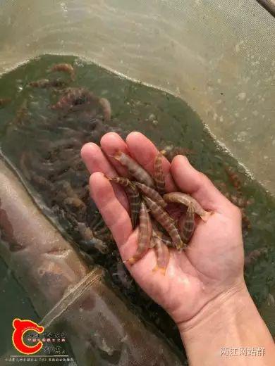 今年的产苗量在20万尾左右作者:fenghongcn2016年9月1日拍照宽体沙鳅