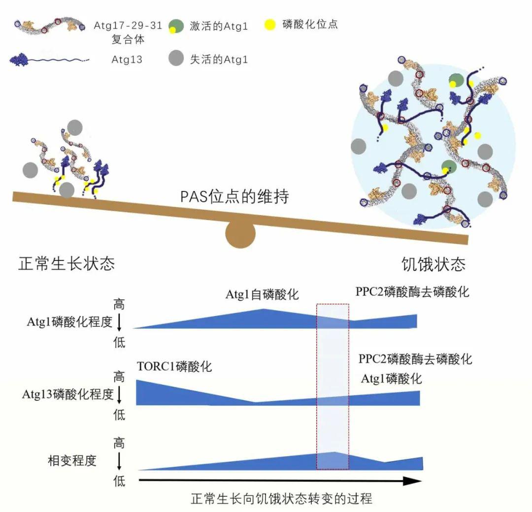 生命科學新聞大賽來稿相分離在自噬體形成起始點發揮的功能