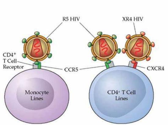 細胞及基因治療在hiv領域的應用_病毒