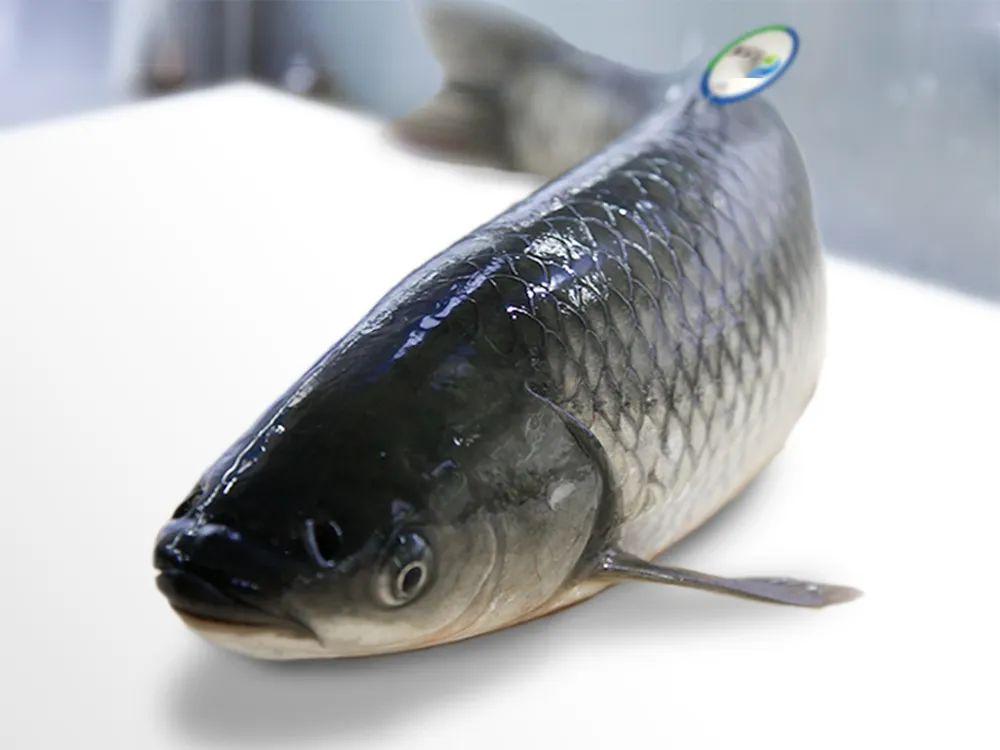 新鲜感,我们找到了新鲜无污染的野生艾草,与高品质又独具特色的通威鱼