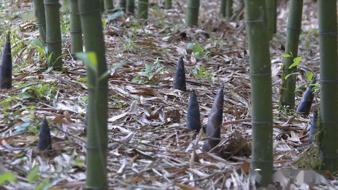 忠縣春雨瀟瀟下村民採筍忙