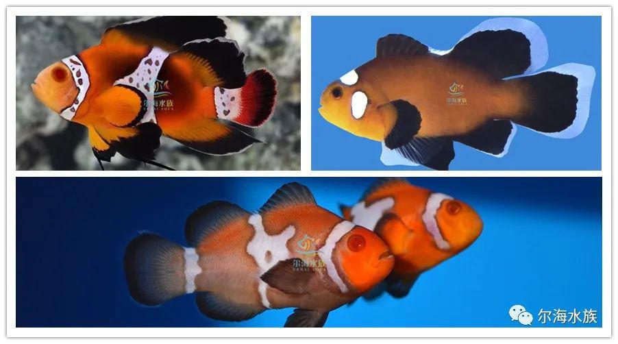 2020最新品种的人工小丑鱼有点看不懂了